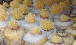 金针菇种植方法 金针菇怎么种植